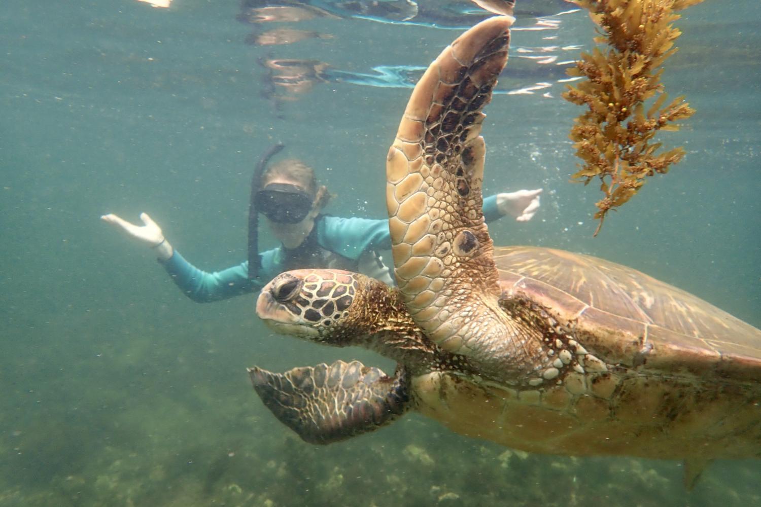 一名<a href='http://6gf.ngskmc-eis.net'>bv伟德ios下载</a>学生在Galápagos群岛游学途中与一只巨龟游泳.